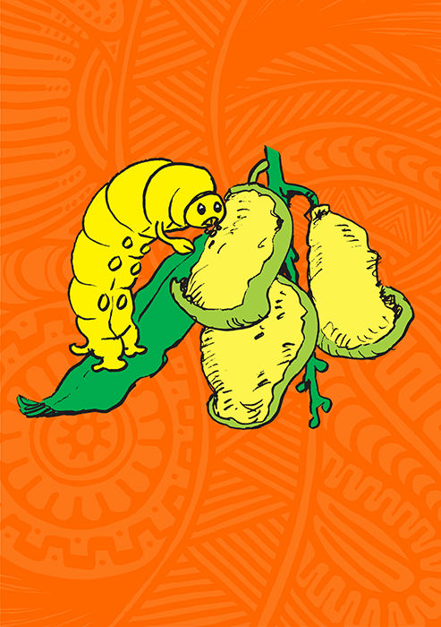 Cover of Little Caterpillar
