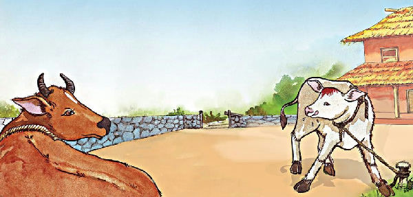 Cover of The Calf Calls