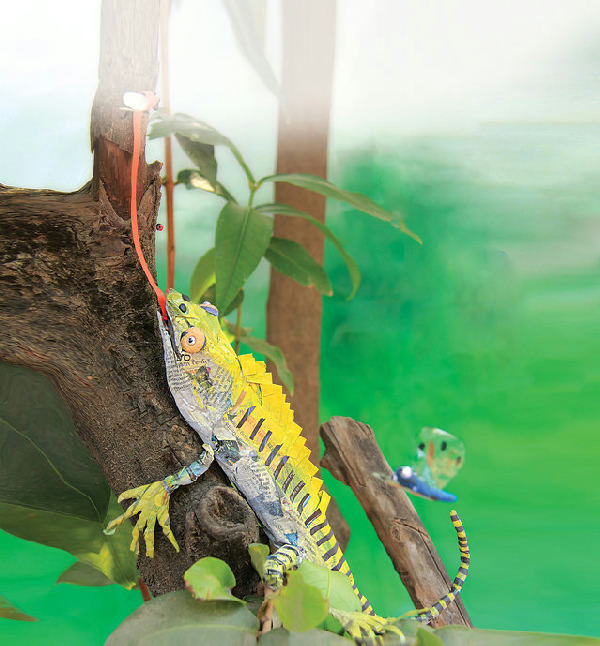 Cover of The Green Lizard and the Gecko