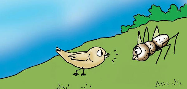 Cover of The Sparrow and The Fruit
