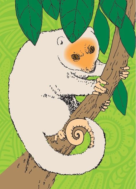 Cover of What Animals Can You See?